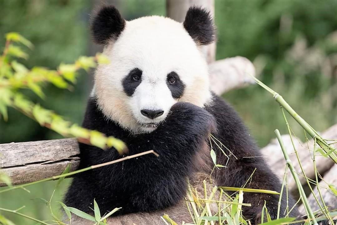 Les Bruyères de Jeanne et René Zoo de Beauval à 20min,Châteaux TOUT INCLUS Fontguenand Exterior foto